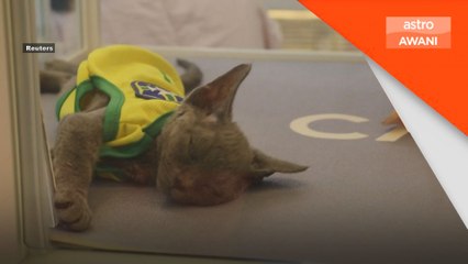 Gajet pintar haiwan peliharaan tarik perhatian