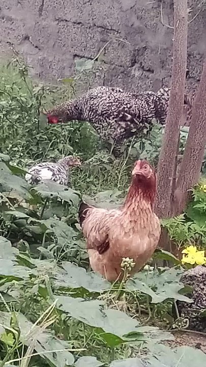 Hens and Roster : Playful Fun #roster #chicken