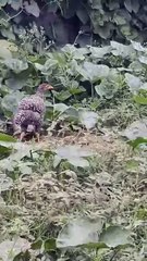 Chicken Family's Happy Times #happy #roster