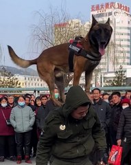 This dog puts on a great show😱