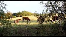 Os animais mais fofos do mundo N•235
