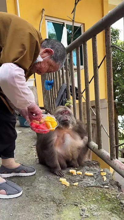 Grandma's eyes are filled with nothing but love for Xingxing. #monkey...