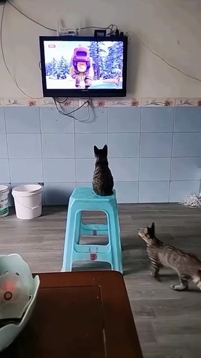 Que lindos gatitos 😺😺 les gusta ver la 📺