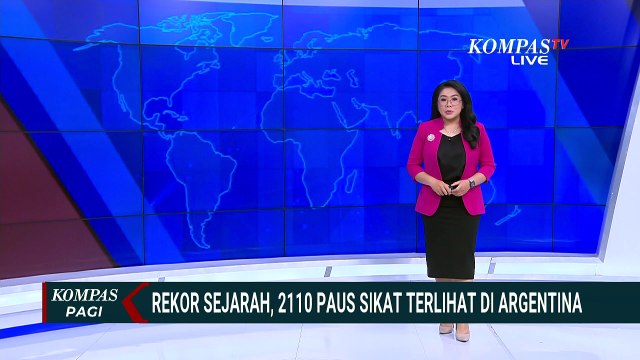 Rekor Sejarah, Momen 2110 Paus Sikat Terlihat di Argentina | KOMPAS PAGI