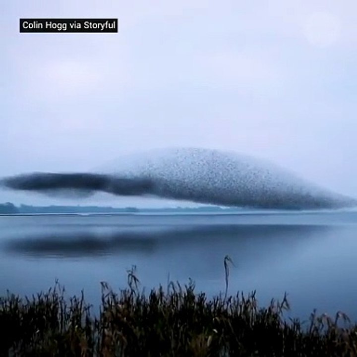 Starlings taking the shape of a giant bird during a flocking behavior known as murmuration.