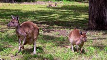 What you need to know about kangaroos