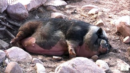 “The Power of Good Sleep Simple Tips to Protect Memory as We Age”