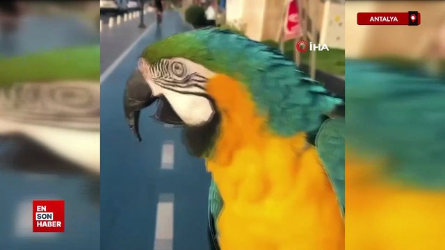 8. Cumhurbaşkanı Turgut Özal'ın papağanı ‘Cabbar' yine çalındı