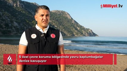 5 özel çevre koruma bölgesinde yavru kaplumbağalar denize kavuşuyor