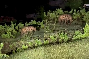 लकड़बग्घों की दहशत में रह रहे ग्रामीण