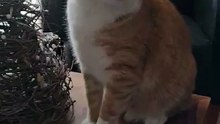😂 One Paw and It’s Gone! Cat is cleaning the table :) #shorts #cats #funny #funnycats #funnyanimals #cutecats #viralcats