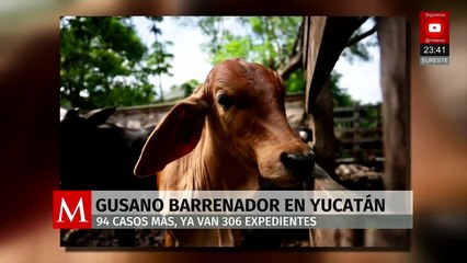 Yucatán reporta 94 nuevos casos de gusano barrenador y alerta a municipios afectados