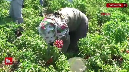 Gaziantep’te kırmızı altın biber hasadı başladı