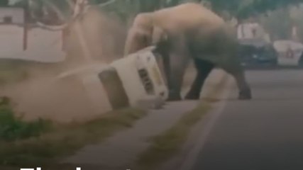 Wild Encounter: Elephant Flips Vehicle on Forest Road