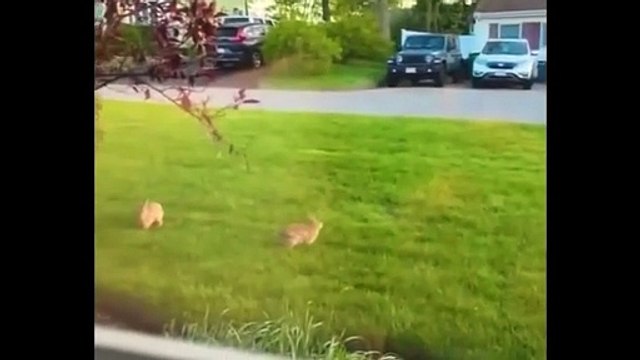 Grosse battle entre 2 lapins... trop mignon