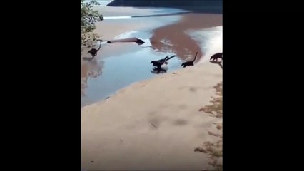Regardez... un troupeau de diplodocus