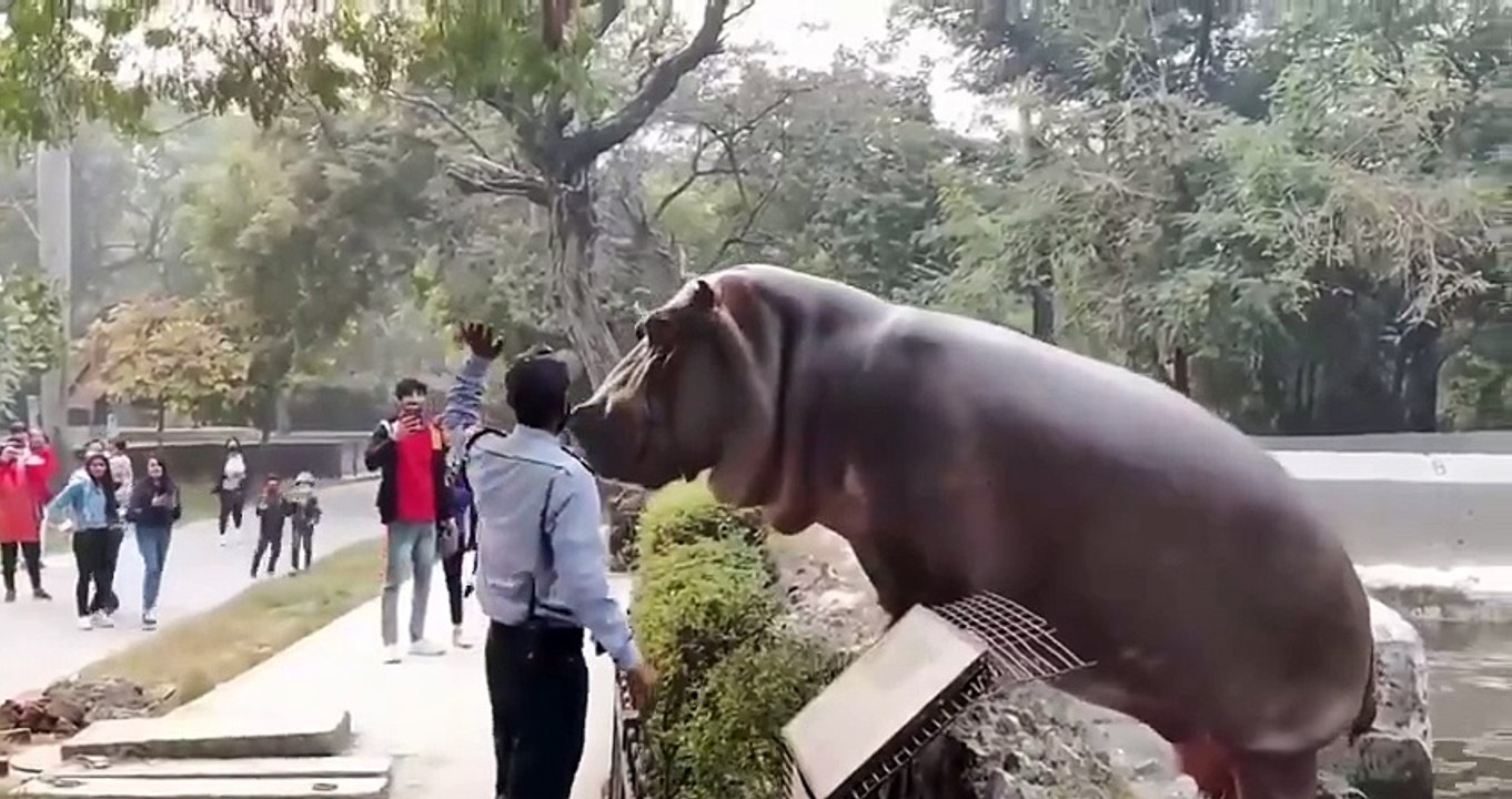 Incredible Interactions Between Humans & Animals 🐾