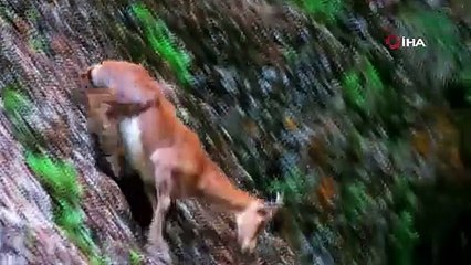 Erzincan’da yaban keçileri havadan görüntülendi