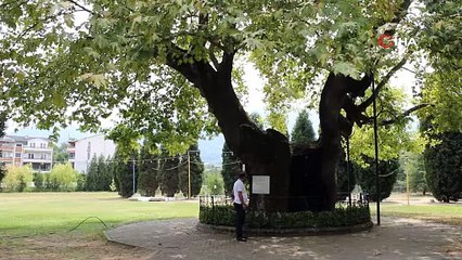 Türkiye'nin 930 yıllık çınarı asırlara meydan okuyor