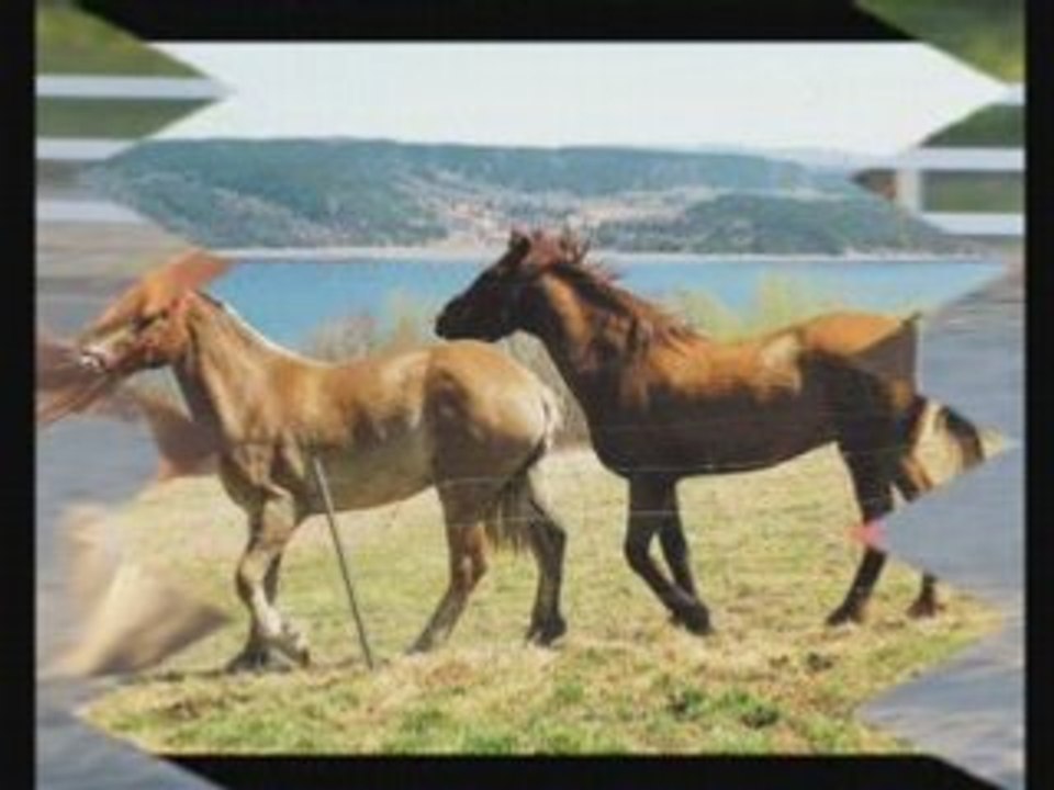 Encore des Chevaux !