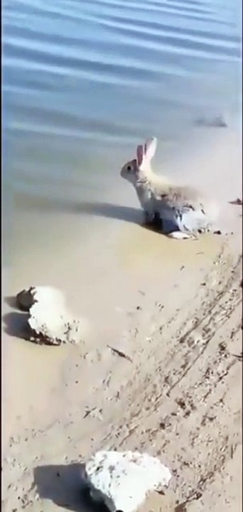 Just found out that rabbits can swim. Also learned their ears go into swim mode when they do. This is important news.DNvJuQy1AqX?xmt=AQF0gDcQLPwqDgw9xGazyUAY5WB94eqWtXBUyisE_o-nSQ&slof=1