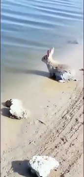 Just found out that rabbits can swim. Also learned their ears go into swim mode when they do. This is important news.DNvJuQy1AqX?xmt=AQF0gDcQLPwqDgw9xGazyUAY5WB94eqWtXBUyisE_o-nSQ&slof=1