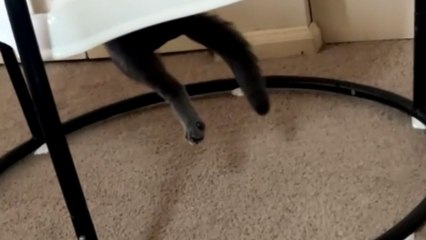 Cat finds the baby bouncer and claims it as its nap throne