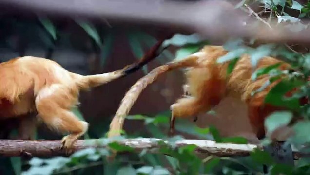Rare golden lion tamarins make their debut at Chester Zoo