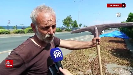 Trabzon'da kaldırımlarda fındık kurutma mesaisi başladı