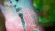Super red dragon flowerhorn fish tank