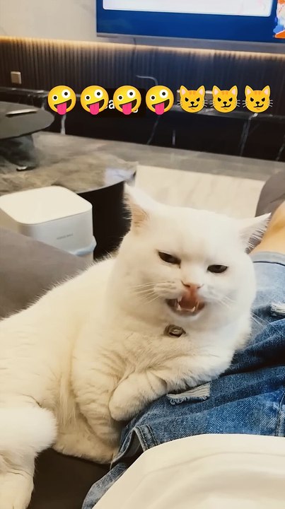 Funny cat video|| fun to lot