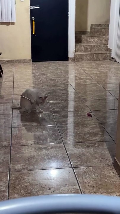 Literal jugando como gatito 😺