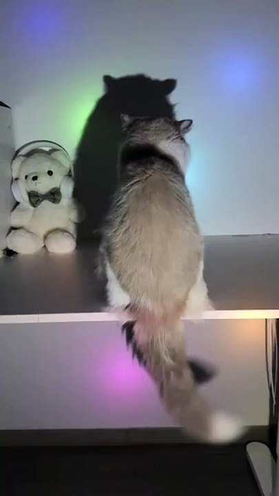Kittens are dancing. Come and watch. #ShadowDisco #CutePetDebutPlan #RagdollCat #Cat’sConfusingBehavior #Cat’sDailyLife