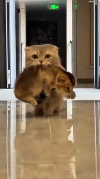 The kitten in wide-leg pants is so big 🐟# Record the daily life of cats # Cute pet debut plan # Cute pet # Cat's confusing behavior # Cat