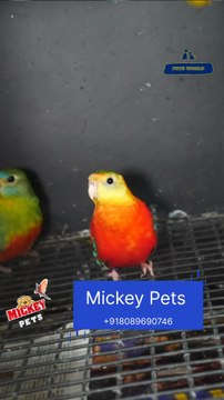 ടർകൊയിസ് പാരറ്റ് ബ്രീഡിംഗ് പെയർ | Turquoise Parrot Pair#petsworld #parrotഈ ഷോപ്പിന്റെ അഡ്രസ്സ് മിക്കി പെറ്റ്സ് ബി‌ജെ‌പി ജില്ലാ ഓഫീസിന് സമീപം,പത്തനംതിട്ട.ഫോണ്‍ നമ്പര്‍ - 80896 90746/Mickey Pets & Aquarium,Pathanamthitta