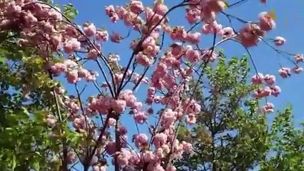 MY TIME ~ Relaxing Calming melody For relaxation ,Meditation