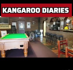 Kangaroo in a Pub in Australia 🇦🇺