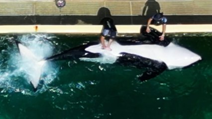 « Choquant et dérangeant » : la vidéo d'une orque stimulée sexuellement à Marineland crée la polémique