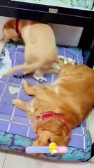 My poor cat.#cats  #cutecats