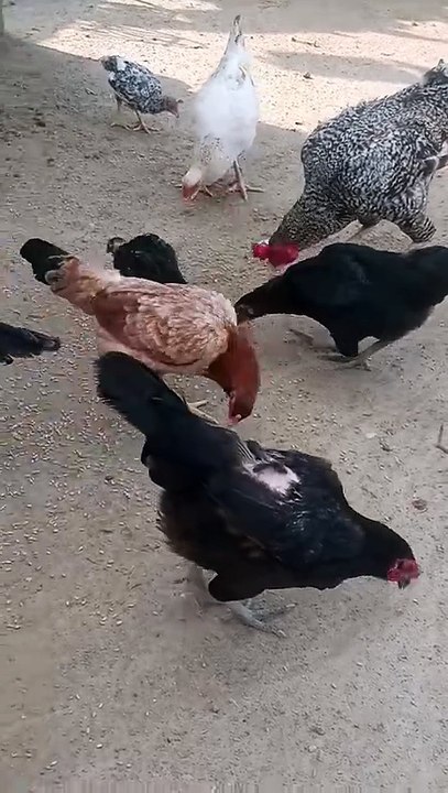 Chicken Family's Backyard Escapades