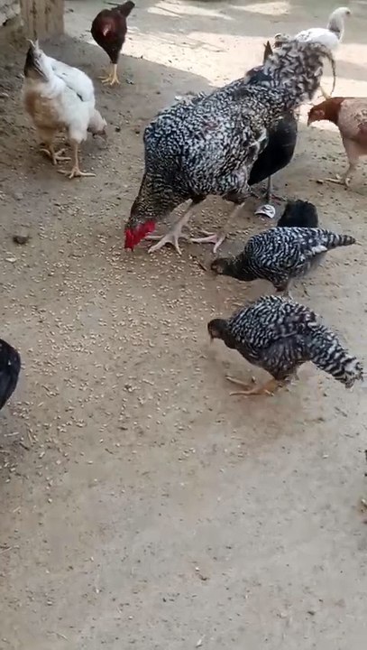 Chicken Family's Daily Adventures