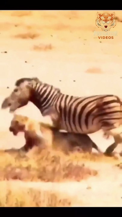 Lion Attack on Zebra