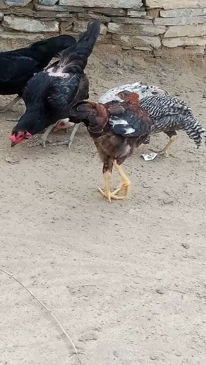 Hens and Roster: Sunny Afternoons