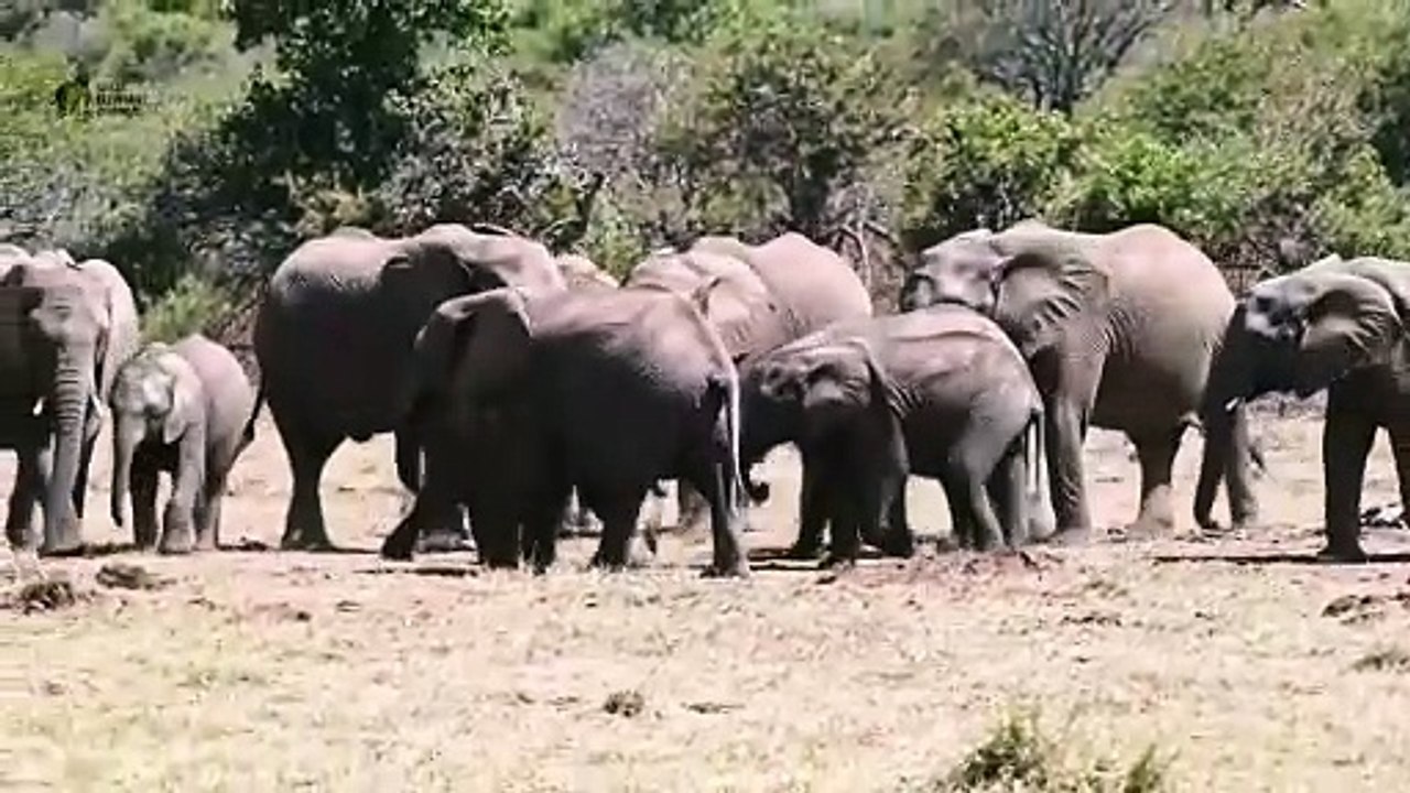 Elephant vs Rhino 🐘🦏 Who Wins This Epic Battle?