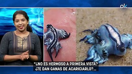 Los dragones azules venenosos invaden las costas españolas: qué hacer y qué peligro que corres si te pican
