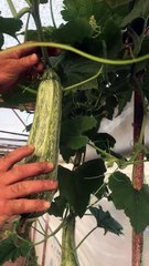 Farklı bir kabak ve hasat