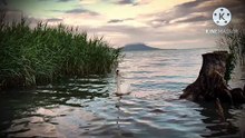 Os animais mais fofos do mundo N•236