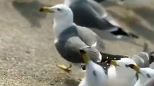Os animais mais fofos do mundo N•239