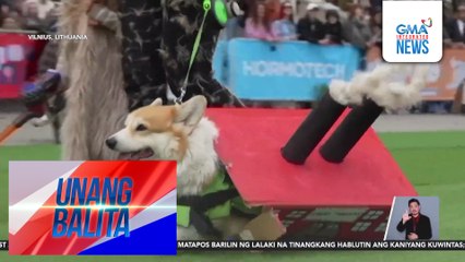 120 corgi dogs, naglabanan sa runway at race track | Unang Balita