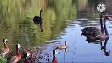 Os animais mais fofos do mundo N•243